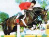 horse Linaro (Holsteiner, 1989, from Landgraf I)