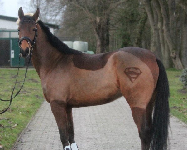 broodmare Anura (Little German Riding Horse, 2007, from Korom xx)
