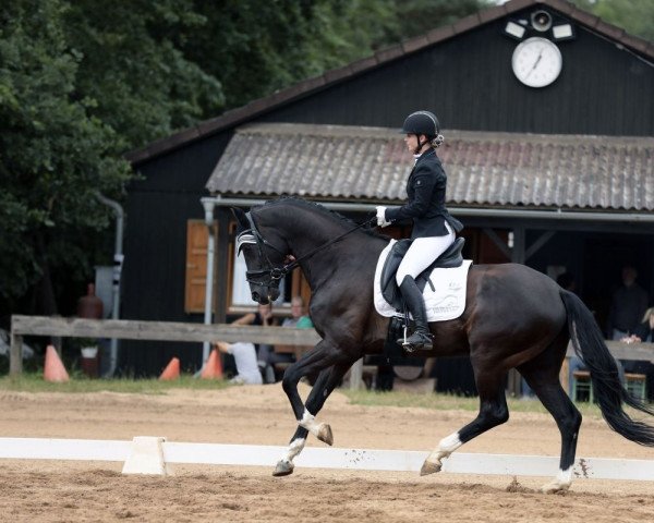 dressage horse First Ampere (Hanoverian, 2016, from Nymphenburg's First Ampere)