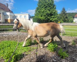 broodmare Stella D (Haflinger, 2018, from Standard)