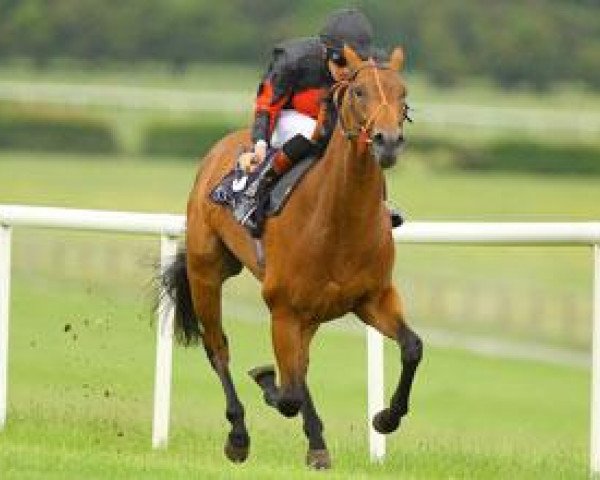 stallion Lilbourne Lad xx (Thoroughbred, 2009, from Acclamation xx)