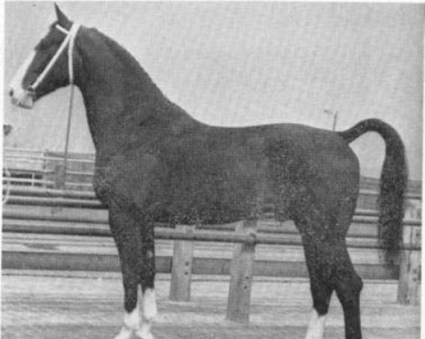 stallion Akteur (Gelderland, 1964, from Amor)