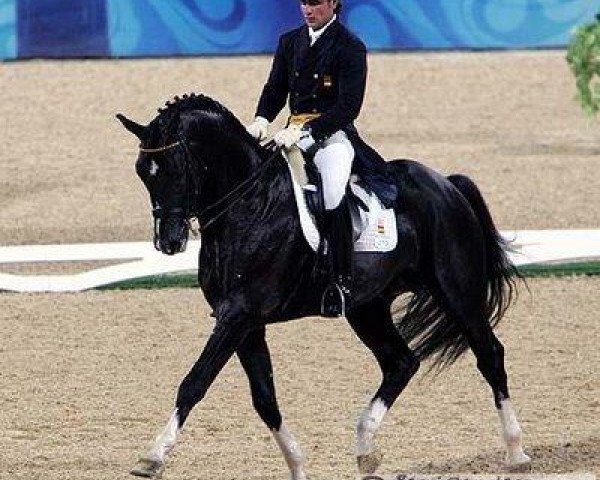 dressage horse Prestige (Royal Warmblood Studbook of the Netherlands (KWPN), 1997, from Ferro)