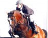 stallion Uncle Sam (KWPN (Royal Dutch Sporthorse), 2001, from Heartbreaker)