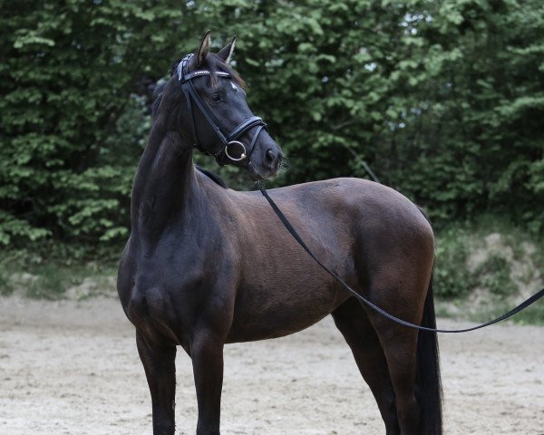 dressage horse Vaiana 17 (German Sport Horse, 2018, from Blue Hors Veneziano)