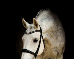 dressage horse Wida 3 (KWPN (Royal Dutch Sporthorse), 2003, from Donnels)