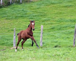 Springpferd Granola de la paix (Westfale, 2021, von Grandorado TN)