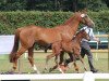 broodmare Sohara (Westphalian, 2012, from Son of Cologne)