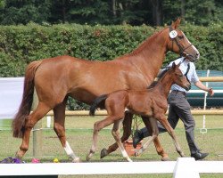 broodmare Sohara (Westphalian, 2012, from Son of Cologne)