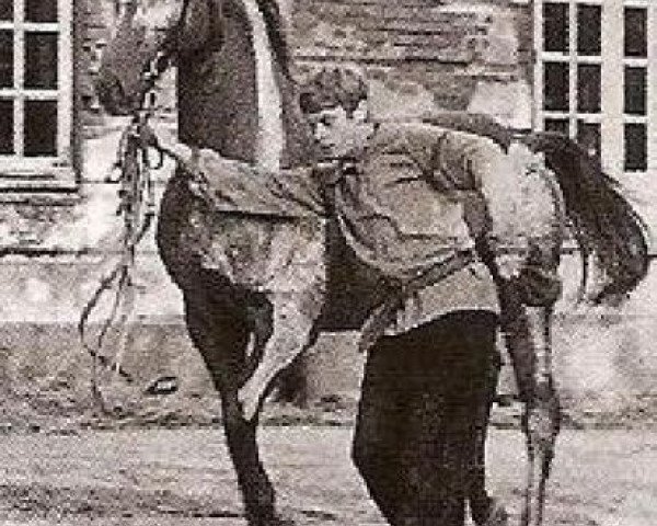 stallion Loretto (Trakehner, 1957, from Pindar xx)