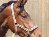 dressage horse Lady Lulu (Oldenburg, 2005, from Licotus)