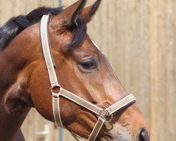 dressage horse Lady Lulu (Oldenburg, 2005, from Licotus)