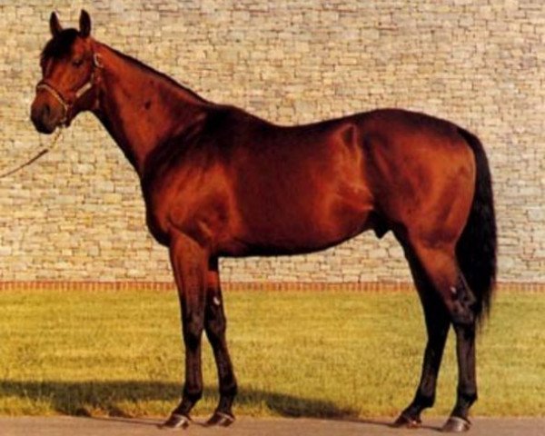 stallion Shadeed xx (Thoroughbred, 1982, from Nijinsky xx)