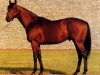 stallion Shadeed xx (Thoroughbred, 1982, from Nijinsky xx)