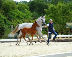 jumper Diamyuva (Oldenburg show jumper, 2022, from Dia Corrado)