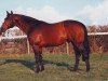 stallion Abdullah xx (Thoroughbred, 1991, from Shadeed xx)