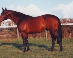 stallion Abdullah xx (Thoroughbred, 1991, from Shadeed xx)