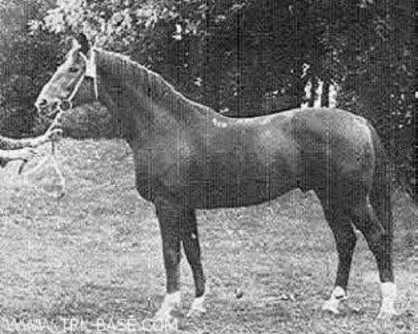 stallion Illit (Trakehner, 1981, from Baca)
