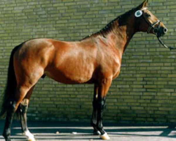 stallion Lucito (Trakehner, 1989, from Illit)