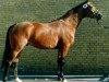 stallion Lucito (Trakehner, 1989, from Illit)