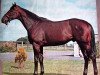 stallion Sir Ivor xx (Thoroughbred, 1965, from Sir Gaylord xx)