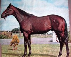 stallion Sir Ivor xx (Thoroughbred, 1965, from Sir Gaylord xx)