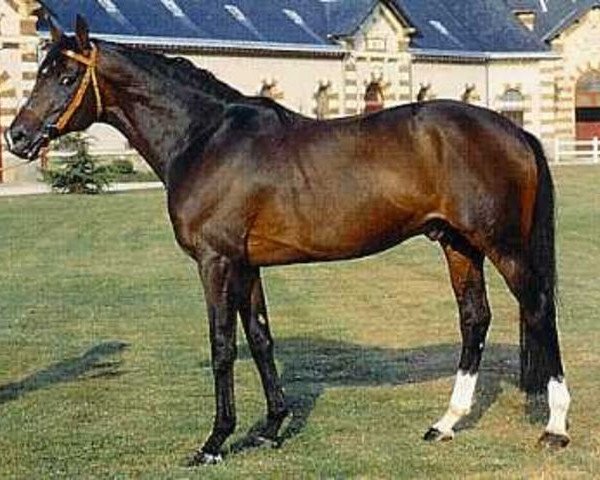 stallion Count Ivor xx (Thoroughbred, 1975, from Sir Ivor xx)