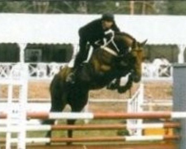 stallion Gaub (Selle Français, 1994, from Count Ivor xx)