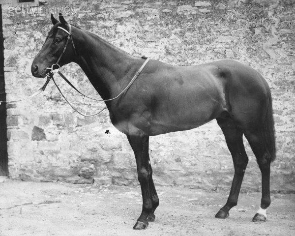 stallion Dante xx (Thoroughbred, 1942, from Nearco xx)
