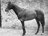 stallion Dante xx (Thoroughbred, 1942, from Nearco xx)
