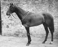 stallion Dante xx (Thoroughbred, 1942, from Nearco xx)