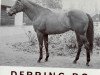 stallion Derring-Do xx (Thoroughbred, 1961, from Darius xx)