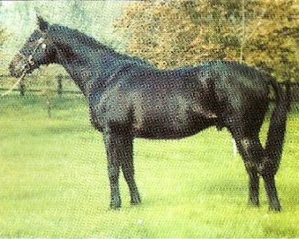 stallion Miners Lamp xx (Thoroughbred, 1977, from High Top xx)
