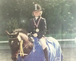 dressage horse Jack (Danish Reitpony, 2001)