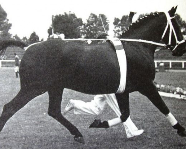stallion Florentiner II (Hanoverian, 1953, from Fluegeladjutant)