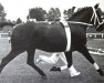 horse Florentiner II (Hanoverian, 1953, from Fluegeladjutant)
