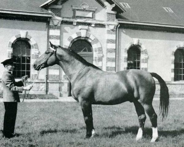 stallion Ibrahim AN (Anglo-Norman, 1952, from The Last Orange AN)