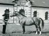 stallion Ibrahim AN (Anglo-Norman, 1952, from The Last Orange AN)