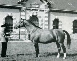 stallion Ibrahim (Anglo-Norman, 1952, from The Last Orange)