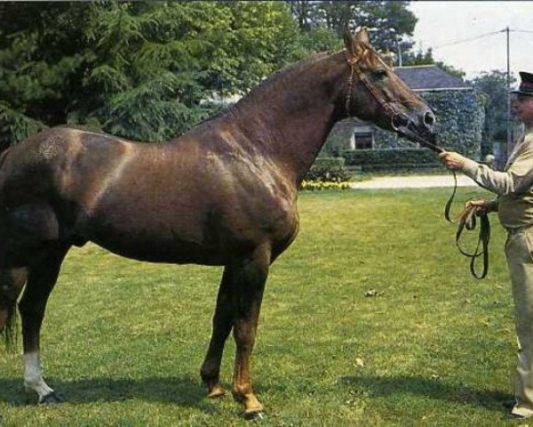 stallion Double Espoir (Selle Français, 1969, from Ibrahim AN)