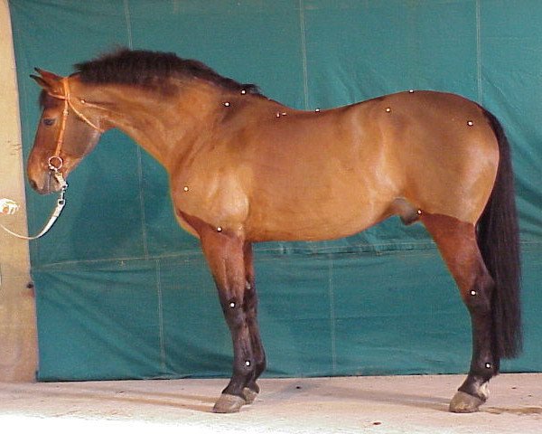 stallion Timorrak des Isles (Selle Français, 1985, from Double Espoir)