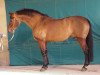 stallion Timorrak des Isles (Selle Français, 1985, from Double Espoir)