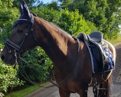 dressage horse Wunjo (Arabian, 2008)