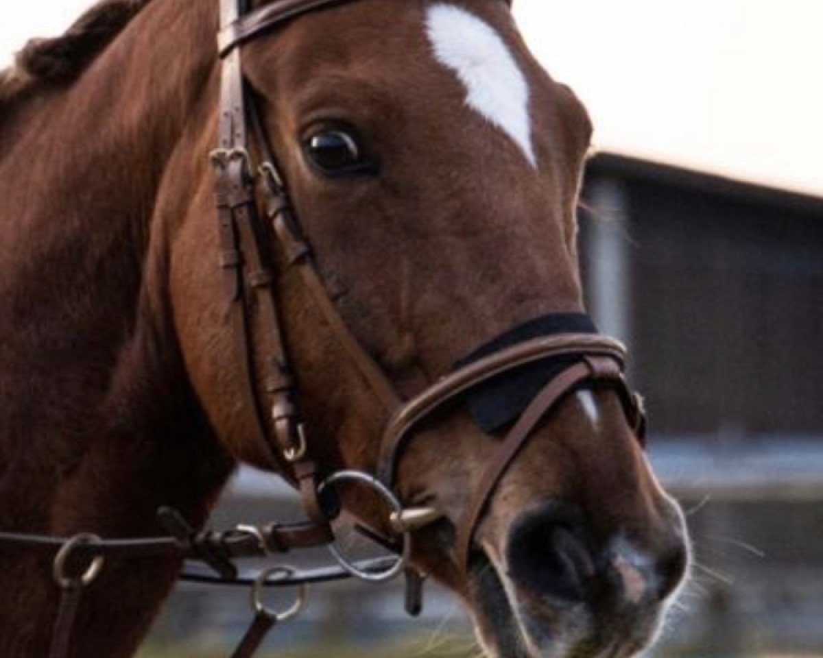 Zuchtstute Amazonia 5 (Polnisches Warmblut, 2010, von Ulco)