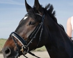 dressage horse Frangelico 4 (Hanoverian, 2009, from Fabriano)