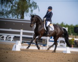 dressage horse Jamaica As (Westfale, 2011, from Jazz Royal)