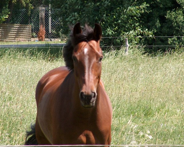 broodmare Comtess (Hanoverian, 1999, from Convoi)