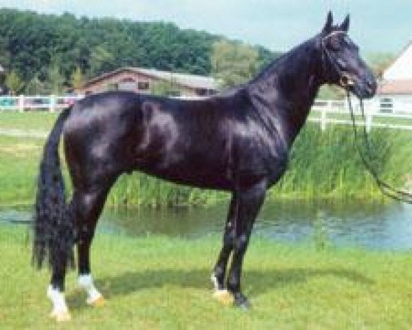 stallion Dark Dream (Hanoverian, 1994, from Dream of Glory)