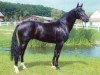 stallion Dark Dream (Hanoverian, 1994, from Dream of Glory)