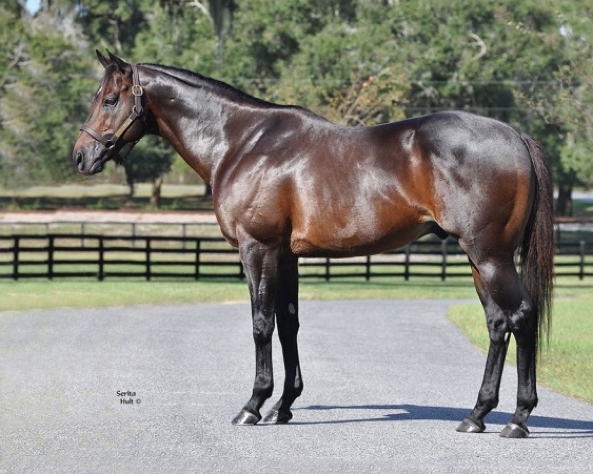 stallion Amira's Prince xx (Thoroughbred, 2009, from Teofilo xx)